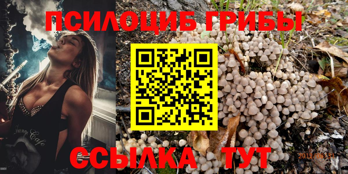Псилоцибиновые грибы Psilocybe Елабуга